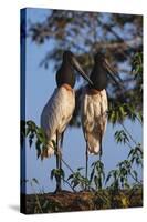 Jabiru Storks-W. Perry Conway-Stretched Canvas