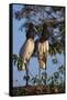 Jabiru Storks-W. Perry Conway-Framed Stretched Canvas