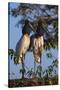 Jabiru Storks-W. Perry Conway-Stretched Canvas