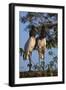 Jabiru Storks-W. Perry Conway-Framed Photographic Print