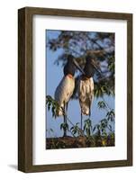 Jabiru Storks-W. Perry Conway-Framed Photographic Print