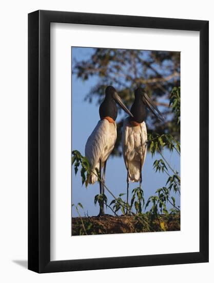 Jabiru Storks-W. Perry Conway-Framed Photographic Print