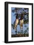 Jabiru Storks-W. Perry Conway-Framed Photographic Print
