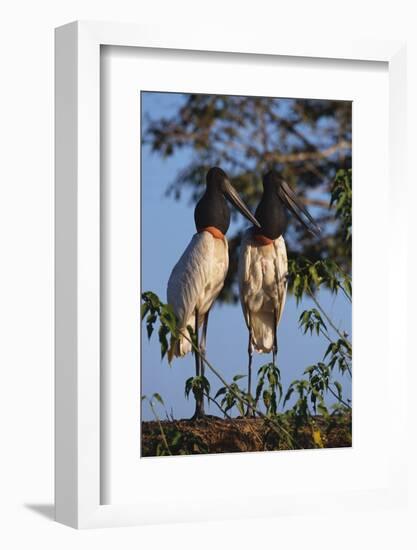 Jabiru Storks-W. Perry Conway-Framed Photographic Print