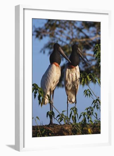 Jabiru Storks-W. Perry Conway-Framed Photographic Print