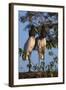 Jabiru Storks-W. Perry Conway-Framed Photographic Print