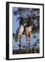 Jabiru Storks-W. Perry Conway-Framed Photographic Print