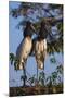 Jabiru Storks-W. Perry Conway-Mounted Photographic Print