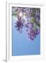 Jacaranda Tree I-Kathy Mahan-Framed Photographic Print