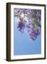 Jacaranda Tree I-Kathy Mahan-Framed Photographic Print