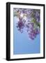 Jacaranda Tree I-Kathy Mahan-Framed Photographic Print