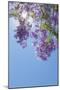 Jacaranda Tree I-Kathy Mahan-Mounted Photographic Print