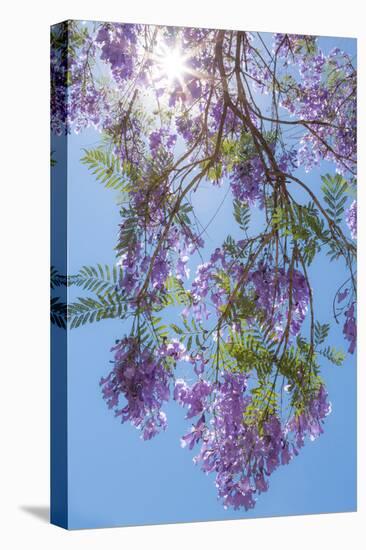 Jacaranda Tree II-Kathy Mahan-Stretched Canvas