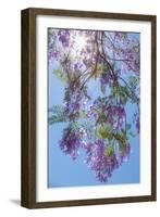 Jacaranda Tree II-Kathy Mahan-Framed Photographic Print