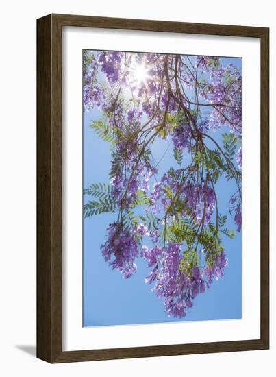 Jacaranda Tree II-Kathy Mahan-Framed Photographic Print