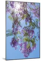 Jacaranda Tree II-Kathy Mahan-Mounted Photographic Print