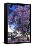 Jacaranda Tree in Blossom-Alan J. S. Weaving-Framed Stretched Canvas