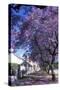 Jacaranda Tree in Blossom-Alan J. S. Weaving-Stretched Canvas