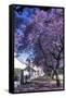 Jacaranda Tree in Blossom-Alan J. S. Weaving-Framed Stretched Canvas