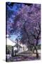 Jacaranda Tree in Blossom-Alan J. S. Weaving-Stretched Canvas