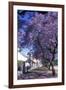 Jacaranda Tree in Blossom-Alan J. S. Weaving-Framed Photographic Print