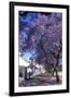 Jacaranda Tree in Blossom-Alan J. S. Weaving-Framed Photographic Print