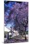 Jacaranda Tree in Blossom-Alan J. S. Weaving-Mounted Photographic Print