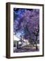 Jacaranda Tree in Blossom-Alan J. S. Weaving-Framed Photographic Print