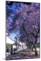 Jacaranda Tree in Blossom-Alan J. S. Weaving-Mounted Photographic Print