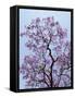 Jacaranda Trees Blooming in City Park, Buenos Aires, Argentina-Michele Molinari-Framed Stretched Canvas