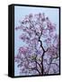 Jacaranda Trees Blooming in City Park, Buenos Aires, Argentina-Michele Molinari-Framed Stretched Canvas