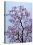 Jacaranda Trees Blooming in City Park, Buenos Aires, Argentina-Michele Molinari-Stretched Canvas
