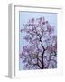 Jacaranda Trees Blooming in City Park, Buenos Aires, Argentina-Michele Molinari-Framed Photographic Print