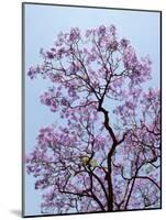 Jacaranda Trees Blooming in City Park, Buenos Aires, Argentina-Michele Molinari-Mounted Photographic Print