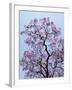 Jacaranda Trees Blooming in City Park, Buenos Aires, Argentina-Michele Molinari-Framed Photographic Print