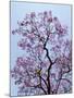 Jacaranda Trees Blooming in City Park, Buenos Aires, Argentina-Michele Molinari-Mounted Photographic Print