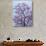 Jacaranda Trees Blooming in City Park, Buenos Aires, Argentina-Michele Molinari-Photographic Print displayed on a wall