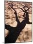 Jacaranda Trees Blooming in City Park, Buenos Aires, Argentina-Michele Molinari-Mounted Photographic Print