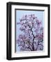 Jacaranda Trees Blooming in City Park, Buenos Aires, Argentina-Michele Molinari-Framed Photographic Print