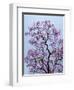 Jacaranda Trees Blooming in City Park, Buenos Aires, Argentina-Michele Molinari-Framed Photographic Print