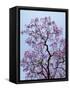 Jacaranda Trees Blooming in City Park, Buenos Aires, Argentina-Michele Molinari-Framed Stretched Canvas