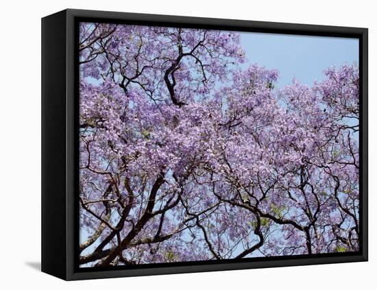 Jacarandas Trees Bloom in City Parks, Parque 3 de Febrero, Palermo, Buenos Aires, Argentina-Michele Molinari-Framed Stretched Canvas