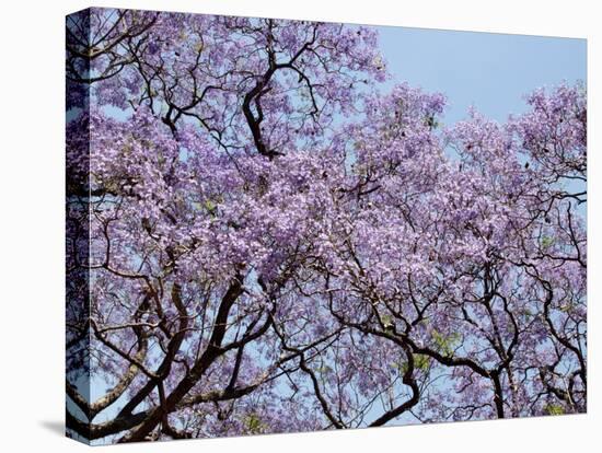 Jacarandas Trees Bloom in City Parks, Parque 3 de Febrero, Palermo, Buenos Aires, Argentina-Michele Molinari-Stretched Canvas