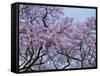 Jacarandas Trees Bloom in City Parks, Parque 3 de Febrero, Palermo, Buenos Aires, Argentina-Michele Molinari-Framed Stretched Canvas