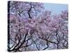 Jacarandas Trees Bloom in City Parks, Parque 3 de Febrero, Palermo, Buenos Aires, Argentina-Michele Molinari-Stretched Canvas