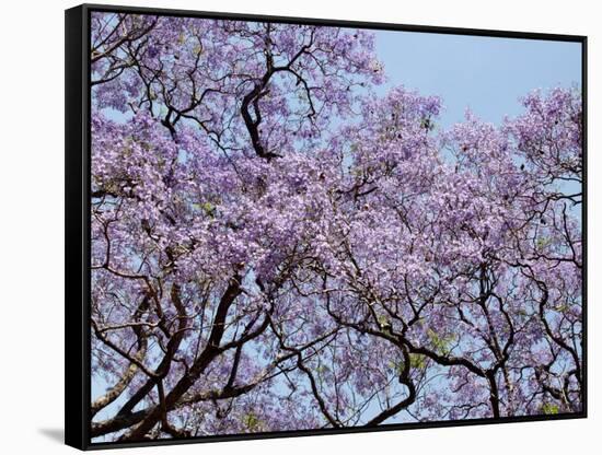 Jacarandas Trees Bloom in City Parks, Parque 3 de Febrero, Palermo, Buenos Aires, Argentina-Michele Molinari-Framed Stretched Canvas