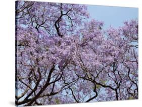 Jacarandas Trees Bloom in City Parks, Parque 3 de Febrero, Palermo, Buenos Aires, Argentina-Michele Molinari-Stretched Canvas