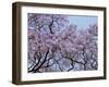 Jacarandas Trees Bloom in City Parks, Parque 3 de Febrero, Palermo, Buenos Aires, Argentina-Michele Molinari-Framed Premium Photographic Print