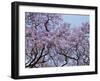 Jacarandas Trees Bloom in City Parks, Parque 3 de Febrero, Palermo, Buenos Aires, Argentina-Michele Molinari-Framed Premium Photographic Print