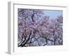 Jacarandas Trees Bloom in City Parks, Parque 3 de Febrero, Palermo, Buenos Aires, Argentina-Michele Molinari-Framed Premium Photographic Print